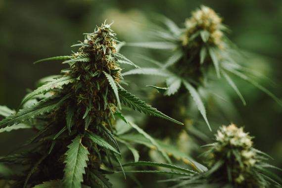 Arrêter le cannabis par l'hypnose